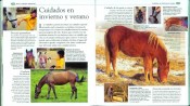 caballos-y-ponis-29