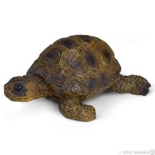 Tortuga