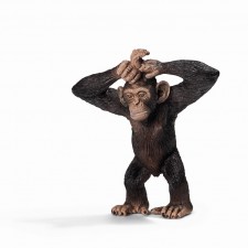 Cría de chimpancé