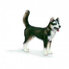 SIBERIAN HUSKY Macho