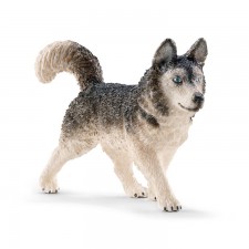SIBERIAN HUSKY Macho